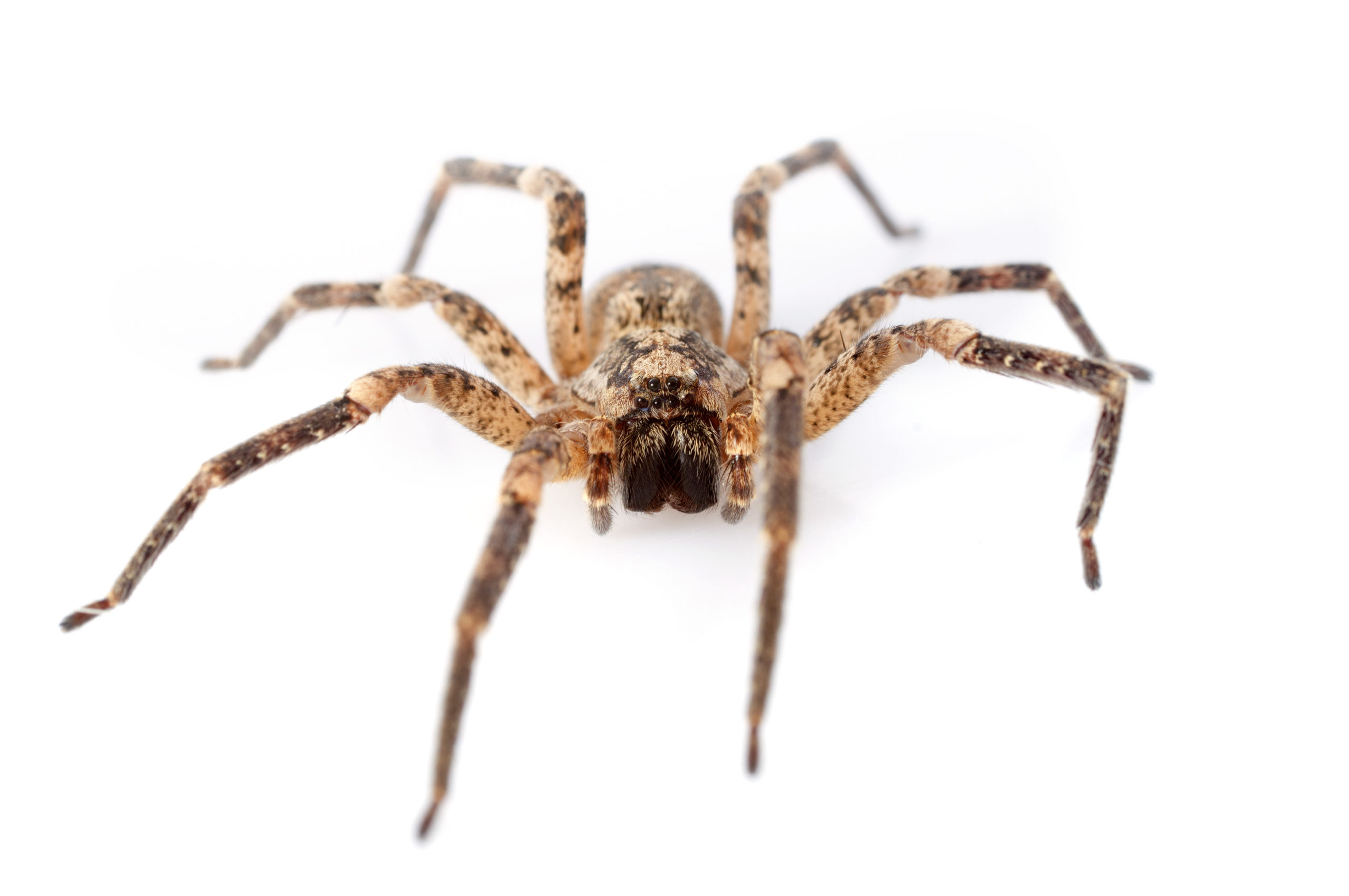 Spiders - Quick Course