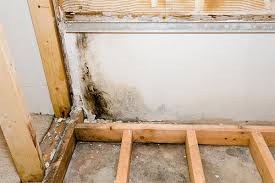 Intro to Mold and Mildew Awareness - Image 3
