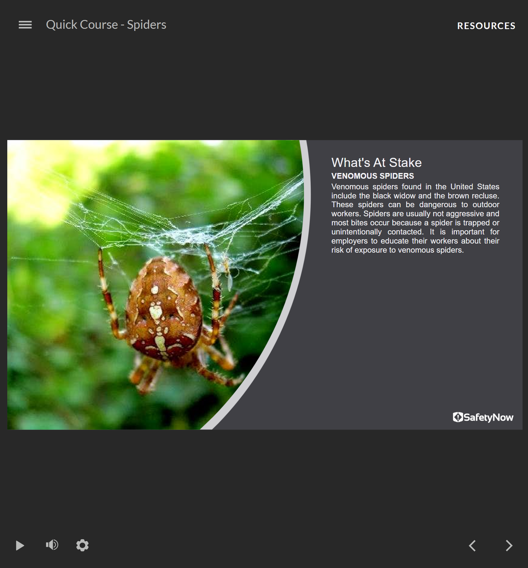 Spiders - Quick Course - Image 2